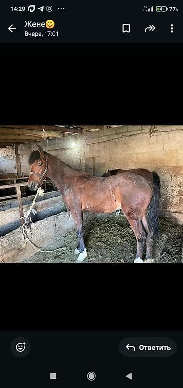 лошади жеребенок: Продаю | Конь (самец) | Для разведения — 3