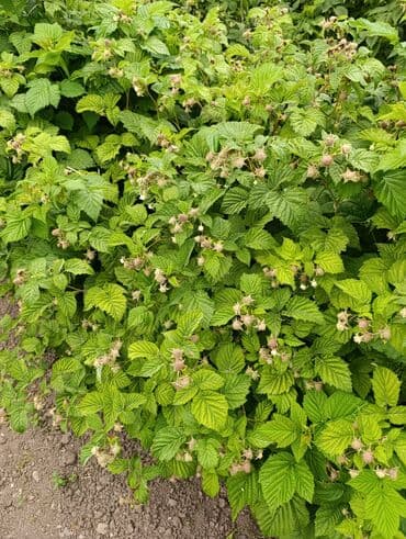 саженцы шиповника: Малина — 9