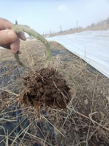 куплю малина: Саженцы ежевики (корневые отпрыски с комом земли) - Тип: малина — 1