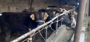 продаю связи с переездом: Продаю | Бык (самец) — 11