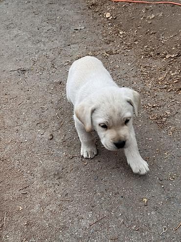 куплю щенка лабрадора: Лабрадор-ретривер, 2 месяца, Самец — 7
