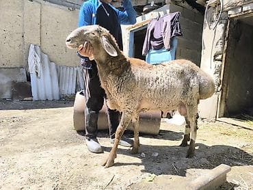 гигант кролик: Продаю | Баран (самец) | Арашан | Для разведения — 2