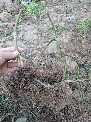 еврокуб бишкек: Ежевика кочоттору сатылат!!! 3- жылдык. сорт Лох-Несс! цена — 4