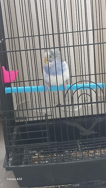 Волнистый попугай с клеткой и аксессуарами. Комплектация: -