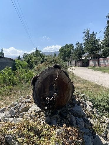 яйцо бройлер: Ствол дерева, цельный бревенчатый отрезок - Порода: лиственная (по — 1