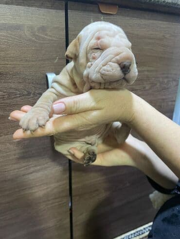 золотистый ретривер купить в бишкеке: Щенок шарпея, кремовый окрас. - Порода: китайский шарпей (короткая — 4