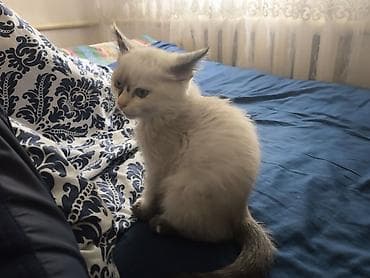 Мышык бекер берем: Отдам котят бесплатно в хорошие руки есть 2 котенка можно одного на — 3