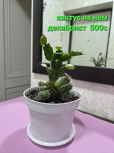 Кактусы: Композиции из кактусов и суккулентов в горшках - Наборы мини-кактусов — 9