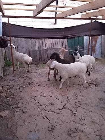 Айыл-чарба жаныбарлары: Сатам | Ургаачы кой (ургаачы) | Көбөйтүү үчүн | Ургаачы — 2