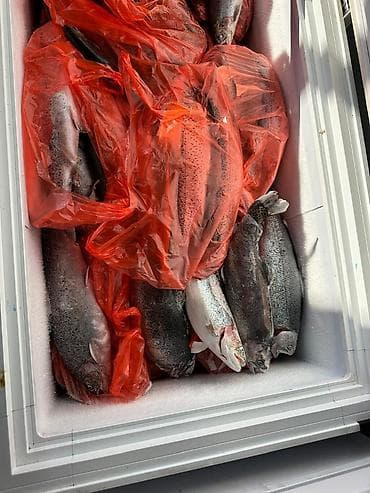 бука нарын: Форель свежезамороженная, речная. Мясо красное, кормилась европейскими — 2