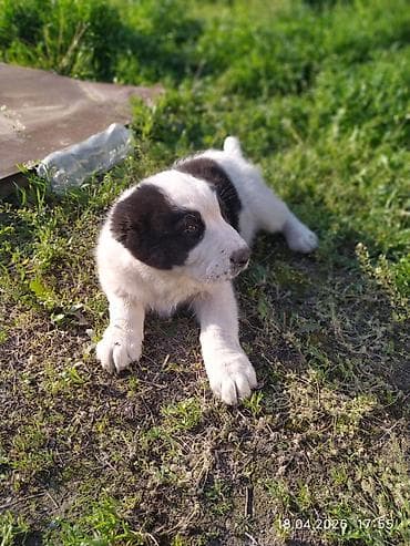 продаю тюк: Щенки по15 000 т.с обр по вотсап номеру — 7