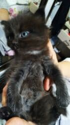 щенки стаффордширского терьера: Скотиш Фолд (Шотландская вислоухая), 2 месяца, Девочка, Белый, Приучена к лотку — 6