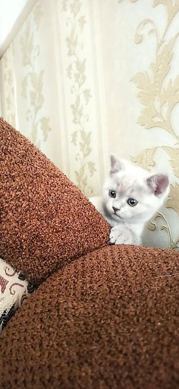 только голуби: Британский короткошёрстный котёнок девочка. карие глаза, карий носик и — 4