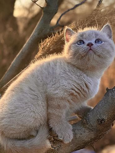 жалал абад кошка: Продаются котята British О питомнике: ✅ Официально зарегистрирован в — 3