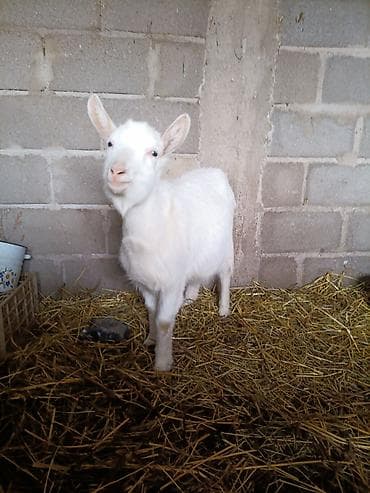 Зоотовары: Продаю | Коза (самка) | Для разведения — 2