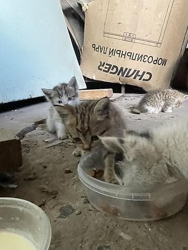 Мышыктар: Котята в хорошие руки! Бесплатно! Идеальны как домашние любимцы или — 1