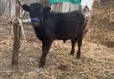 купить инкубационное яйцо с доставкой в регионы: Продаю | Бык (самец) | На откорм, Для разведения | Искусственник — 3