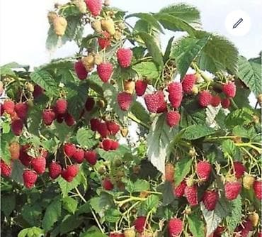 ежевика саженцы: Малина В розницу — 3