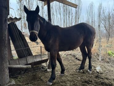 продам бу оборудование для птицефабрики: Продаю | Жеребенок | Рабочий | Племенные — 5