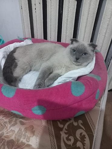 Животные: Скотиш Страйт (Шотландская прямоухая), 3 года, Девочка, Белый, Приучена к лотку, Проглистована, С документами — 3