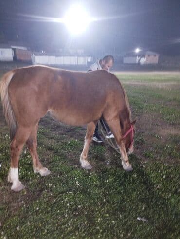 показы 1 354 72 договорная кошка даром британская короткошёрстная 1 год мальчик метис 2 позвонить написать: Сатам | Бээ (ургаачы) | Жумушка — 6