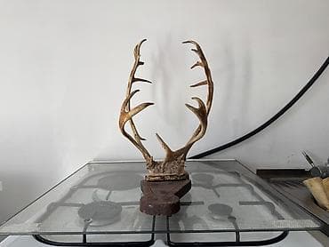 охотничий стол: Оленьи рога — трофей, натуральные. - Настоящие рога оленя с массивной — 1