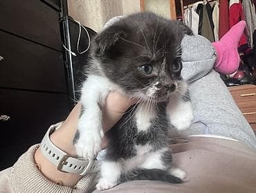 cat sofa: Котята, помёт домашней кошки. - Возраст: примерно 1–1,5 месяца - — 2