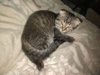 цена шотландского вислоухого кота: Скотиш Фолд (Шотландская вислоухая), 3 месяца, Мальчик, Биколор, Приучена к лотку, Проглистована — 4