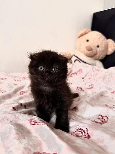 цена шотландской вислоухой кошки: Скотиш Фолд (Шотландская вислоухая), 2 месяца, Мальчик, Черный, Метис, Приучена к лотку, Проглистована — 10