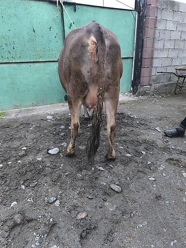 4 5мм: Сатам | Уй (ургаачы) | Сүт алуу үчүн | Байланган — 3