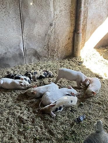 Айыл-чарба жаныбарлары: Сатам | Торопой | Көбөйтүү үчүн — 1