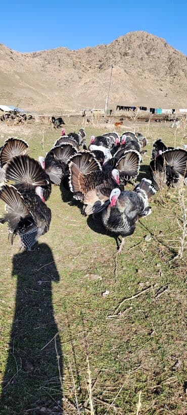 Продаю | Индюк (самец) | Для разведения | Племенные — 8