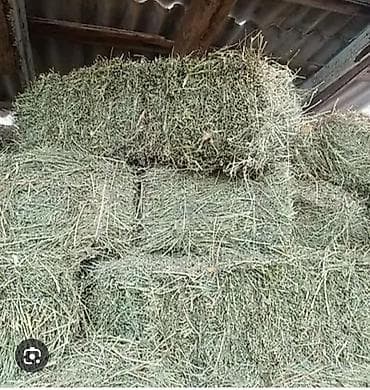 сена беде: Продаю клевер — 1