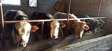 кормы: Продаю | Бык (самец) | Полукровка | На откорм | Привязанные — 2