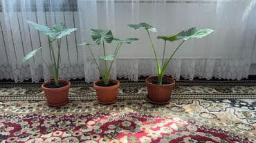 аихризон купить: Цветы Арум 1шт 1200сом — 1