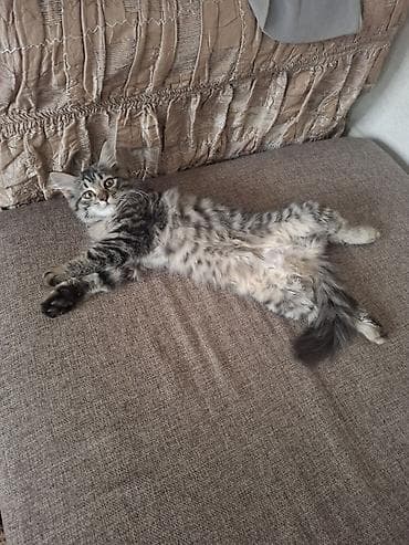 scottish fold: Пропал котенок. возраст 3-4месяца. В районе Нижняя-Аларча — 1