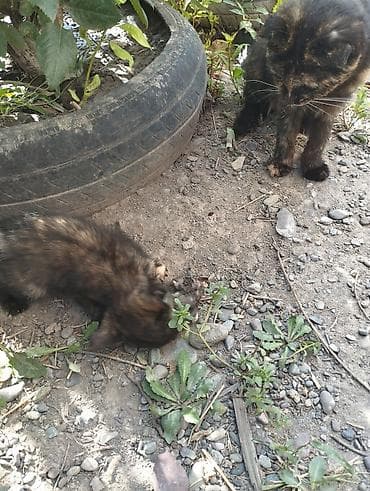 авган кой: Отдам котят в хорошие руки бесплатно мама хорошая крысолов — 3