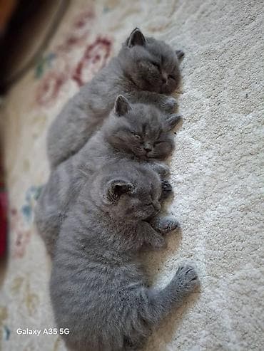 Британские короткошёрстные котята, окраса голубой (плюшевый серый). На