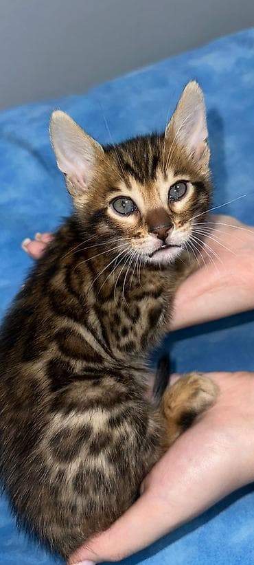 кошки жалал абад: Бенгал, 1 айлык, Эркек, Шоколад, Лотокко барууга үйрөтүлгөн, Курттардан тазаланган, Документтери менен — 10