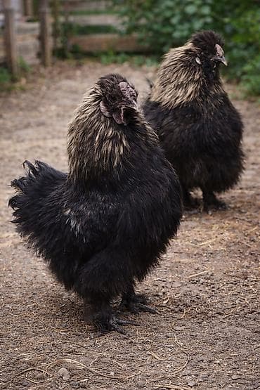 Продаю | Куры | Для разведения