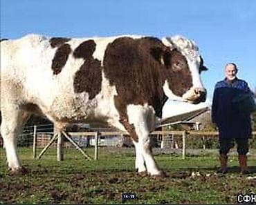 Үй жаныбарлары: 🐎 Стимулятор набора веса со стволовыми клетками костный жир со — 7