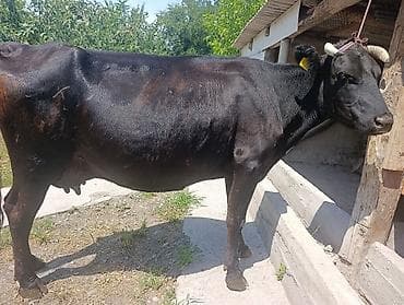 коровы телки 35000: Продаю | Корова (самка) | Для молока | Привязанные — 1