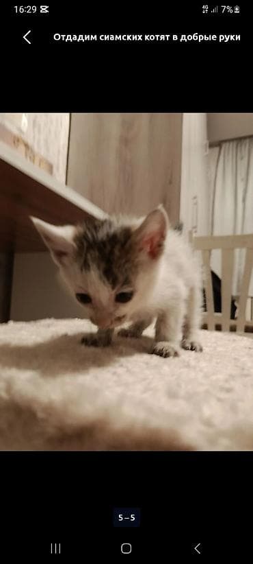 котята сиамские купить: Мальчик, Приучена к лотку — 4