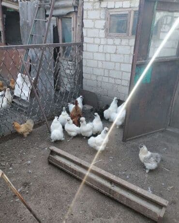 Продаю | Петух, Куры