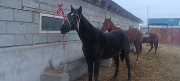 сколько стоит жеребенок купить: Продаю | Жеребенок | Рабочий — 1