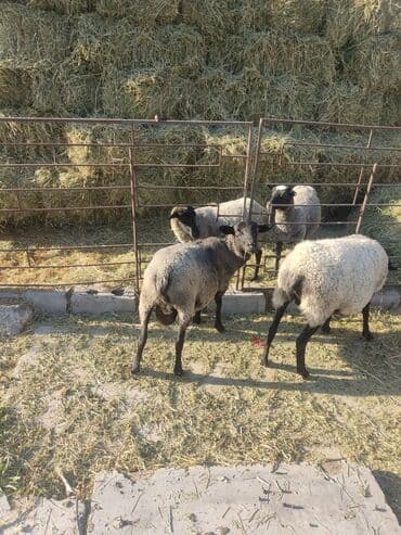 зоомагазин бишкек с животными: Продаю | Баран (самец) | Романовская | Для разведения — 1
