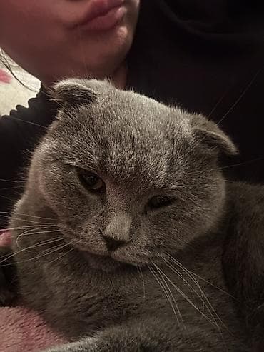 Продажа кошек: Скотиш Фолд (Шотландская вислоухая), 2 года, Девочка, Серый, Приучена к лотку, Проглистована, С прививками — 3