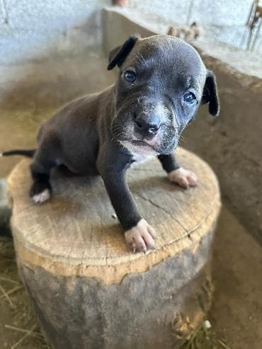 собака хаски: Щенки питбуль — 3