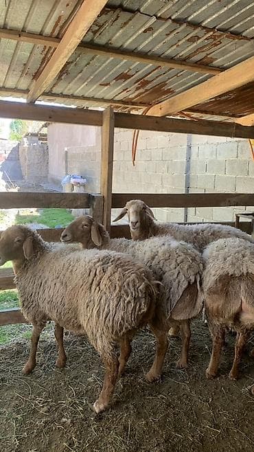 chi su: Продаю | Овца (самка) | Для разведения | Племенные — 1