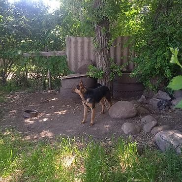 собака кочкор ата: Мал айдаганга Немецкий овчаркалар сатылат .2 Овчарка биртууган, эркек — 3